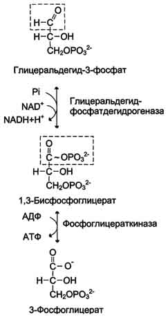 рис. 7-36. превращение глицеральдегид-3-фосфата в 3-фосфоглицерат.