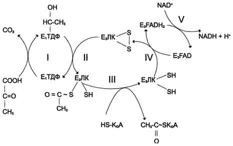рис. 6-21. последовательность реакций, катализируемых пдк. i - е1 катализирует декарбоксилирование пирувата и перенос с2-фрагмента на тдф; ii - е2 катализирует окисление гидроксиэтильной группы и перенос с2-фрагмента на липоевую кислоту (лк); iii - ацетилированная дигидролипоилтрансацетилаза взаимодействует с коа с образованием восстановленной формы липоевой кислоты и ацетил-коа; iv - окисленная форма трансацетилазы регенерируется при умастии e3;v - окисленная форма е3 регенерируется при участии nad+.