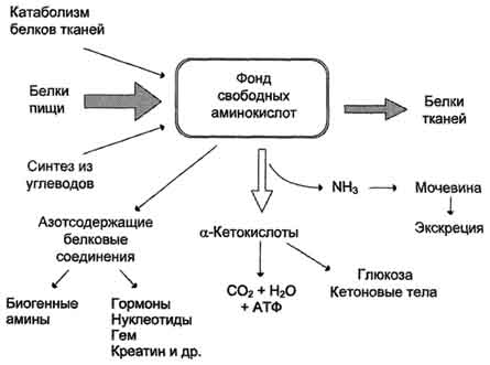 рис. 9-1. источники и пути использования аминокислот.