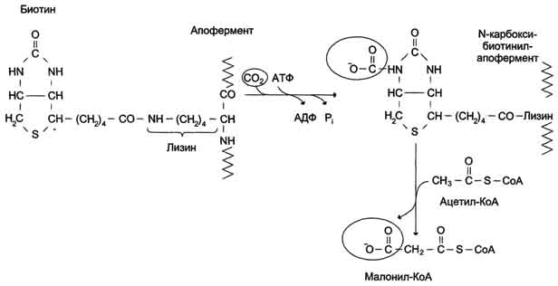 рис. 8-36. роль биотина в реакции карбоксилирования ацетил-коа.