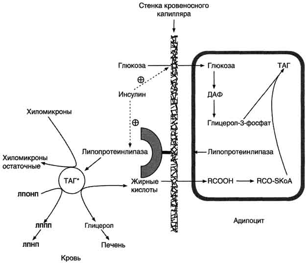 рис. 8-22. депонирование жира в адипоцитах в абсорбтивном периоде. после еды при повышении концентрации глюкозы в крови увеличивается секреция инсулина. инсулин активирует транспорт глюкозы внутрь адипоцитов, действуя на глют-4, и синтез лп-липазы в адипоцитах и её экспонирование на поверхности стенки капилляров. лп-липаза, связанная с эндотелием сосудов, гидролизует жиры в составе хм и лпонп. апос-ii на поверхности хм и лпонп активирует лп-липазу. жирные кислоты проникают в адипоцит, а глицерол транспортируется в печень. так как в адипоцитах нет фермента глицеролкиназы, то свободный глицерол не может использоваться для синтеза таг в этой ткани. активированные жирные кислоты взаимодействуют с глицерол-3-фосфатом, <a href=