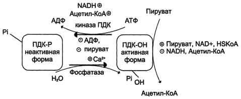 рис. 6-26. регуляция пируватдегидрогеназного комплекса. пдк аллостерически активируется адф, nad+, коа, са2+ и пируватом; ацетил-коа, nadh и атф активируют киназу и ингибируют пдк. фосфатаза активируется са2+.
