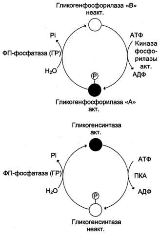 рис. 7-27. изменение активности гликогенфосфорилазы и гликогенсинтазы. кружками обозначены молекулы фермента: активные - чёрные, неактивные - белые. фп-фосфатаза (гр) - фосфопротеинфосфатаза гранул гликогена.