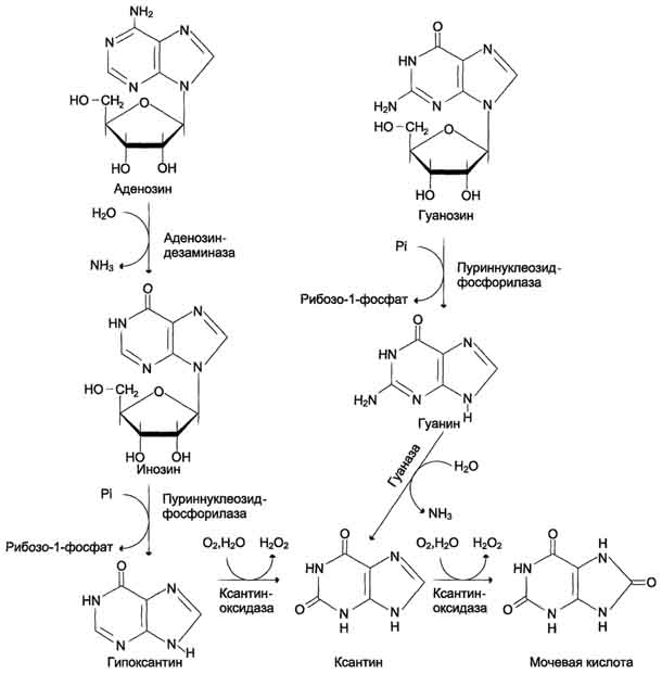 рис. 10-9. катаболизм пуриновых нуклеотидов до мочевой кислоты.