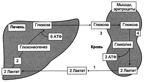рис. 7-50. цикл кори (глюкозолактатный цикл). 1 - поступление лаюгата из сокращающейся мышцы с током крови в печень; 2 - синтез глюкозы из лактата в печени; 3 - поступление глюкозы из <a href=