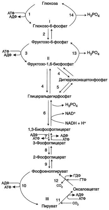 рис. 7-45. гликолиз и глюконеогенез. ферменты обратимых реакций гликолиза и глюконеогенеза: 2 - фосфоглюкоизоме-раза; 4 - альдолаза; 5 - триозофосфатизомераза; 6 - глицеральдегидфосфатдегидрогеназа; 7 -фосфоглицераткиназа; 8 - фосфоглицератмутаза; 9 - енолаза. ферменты необратимых реакций глюконеогенеза: 11 - пируваткарбоксилаза; 12 - фосфоенолпируваткарбоксикиназа; 13 - фруктозо-1,6-бисфосфатаза; 14 -глюкозо-6-фосфатаза. i-iii -субстратные циклы.