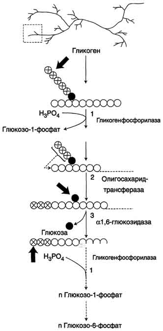 рис. 7-25. распад гликогена. в рамке - фрагмент гликогена с точкой ветвления. закрашенный кружок - глюкозный остаток, связанный α-1,6-гликозидной связью; светлые и заштрихованные кружки - глюкозные остатки в линейных участках и боковых ветвях, связанные α-1,4-гликозидной связью. 1 - гликогенфосфорилаза; 2 - олигосахаридтрансфераза; 3 - α-1,6-глюкозидаза.