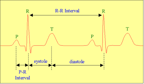 соотношение интервалов экг с фазами сердечного цикла