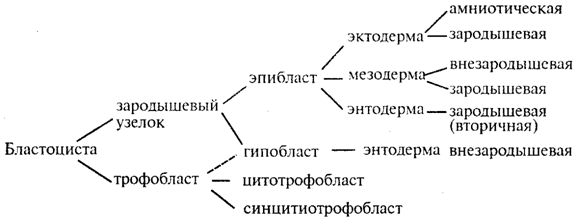 http://botan0.ru/files/biology/image201.gif