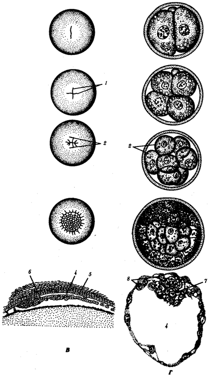 http://botan0.ru/files/biology/image179.gif