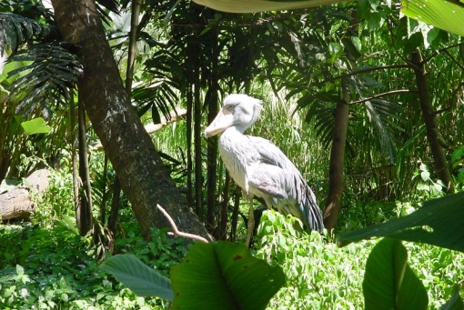 http://upload.wikimedia.org/wikipedia/commons/6/6d/shoebill.jpg?uselang=ru