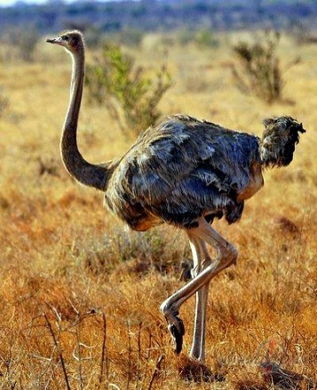 http://albums.res.oho.lv/691754/mid_north_african_ostrich.jpg