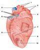 рис. 211. мышечный слой сердца