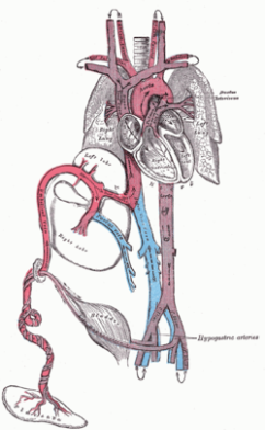 https://upload.wikimedia.org/wikipedia/commons/thumb/1/1c/fetal_circulation.png/250px-fetal_circulation.png