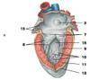 рис. 214в. сердце. вид слева