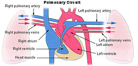 https://upload.wikimedia.org/wikipedia/commons/thumb/5/53/illu_pulmonary_circuit.jpg/280px-illu_pulmonary_circuit.jpg