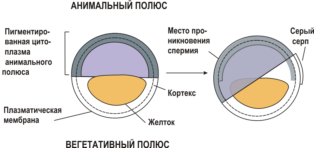 похожее изображение