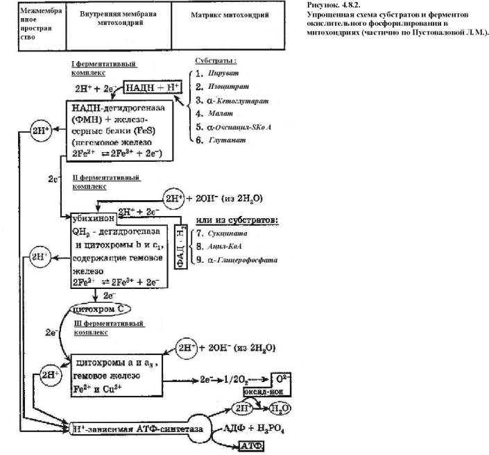 http://test.kirensky.ru/books/book/biochemistry/chapter_08.files/image007.jpg