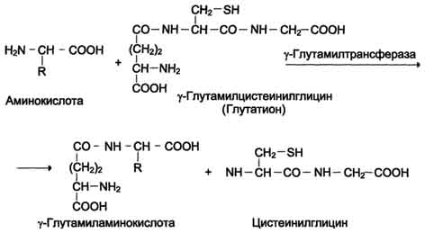 http://www.biochemistry.ru/biohimija_severina/img/b5873p468-i1.jpg