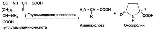 http://www.biochemistry.ru/biohimija_severina/img/b5873p468-i2.jpg