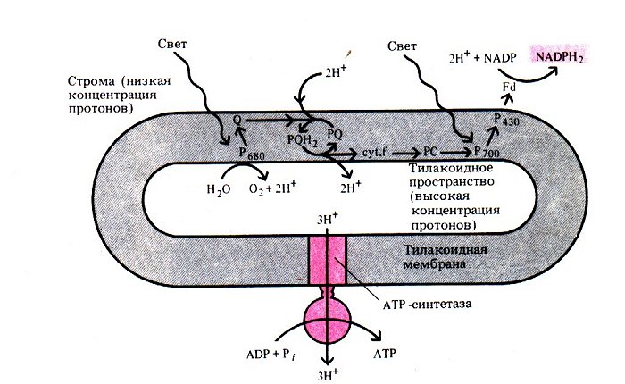 http://pisum.bionet.nsc.ru/kosterin/lectures/lecture6/photosynthesisscheme_.jpg