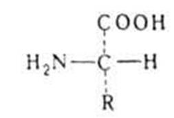 схема строения аминокислоты