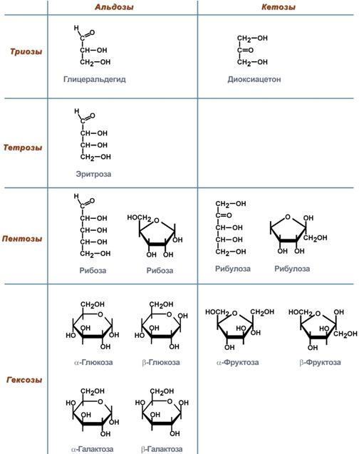 строение и классификация моносахаров