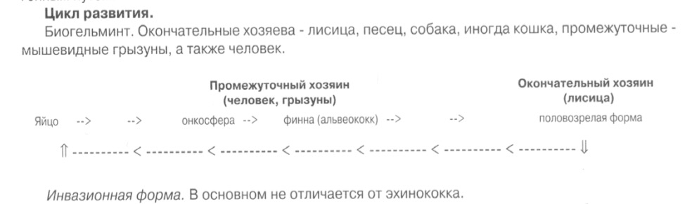 c:\documents and settings\danya\рабочий стол\гельминты - коллок\алвеококк.jpeg