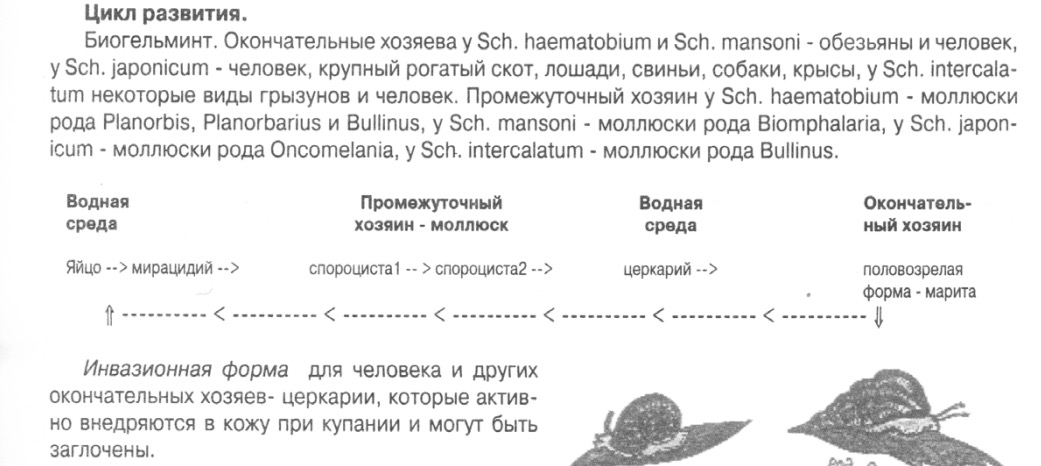 c:\documents and settings\danya\рабочий стол\гельминты - коллок\кровяной сосальщик - шистозома.jpg
