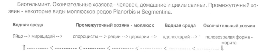 c:\documents and settings\danya\рабочий стол\гельминты - коллок\фасциолопсис.jpg