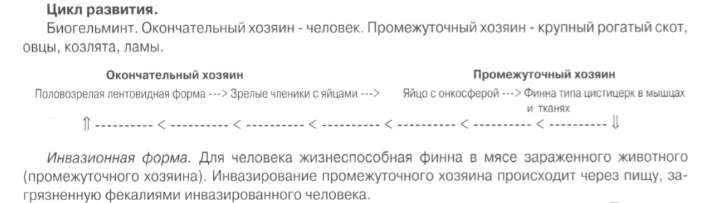c:\documents and settings\danya\рабочий стол\гельминты - коллок\бычий цепень.jpeg