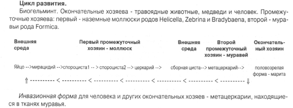 c:\documents and settings\danya\рабочий стол\гельминты - коллок\ланцетовидный сосальщик.jpg