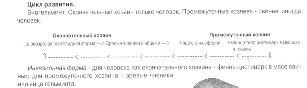 c:\documents and settings\danya\рабочий стол\гельминты - коллок\свинной цепень.jpeg