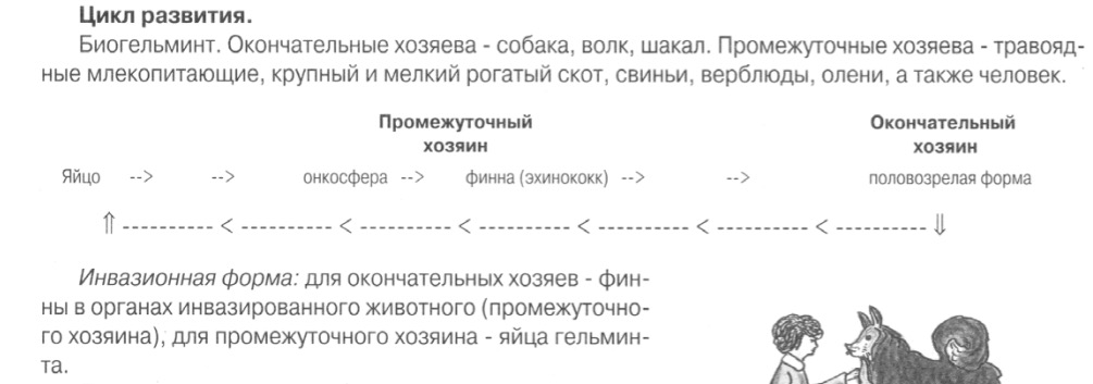 c:\documents and settings\danya\рабочий стол\гельминты - коллок\эхинококк.jpeg