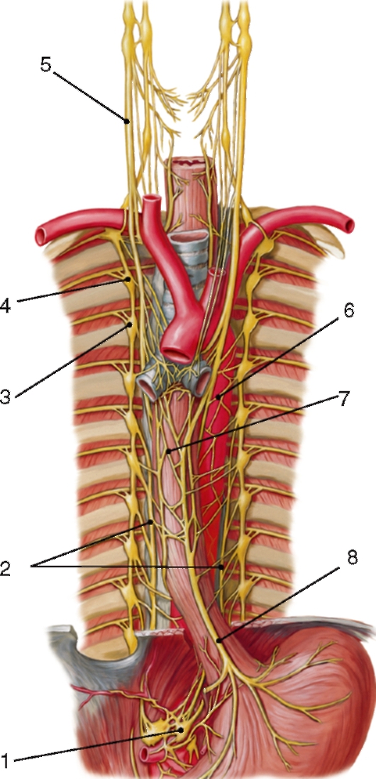 http://vmede.org/sait/content/anatomija_mixailov_t1/11_files/mb4_011.jpeg