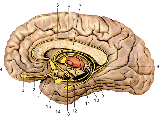 http://vmede.org/sait/content/anatomija_mixailov_t1/11_files/mb4_004.jpeg