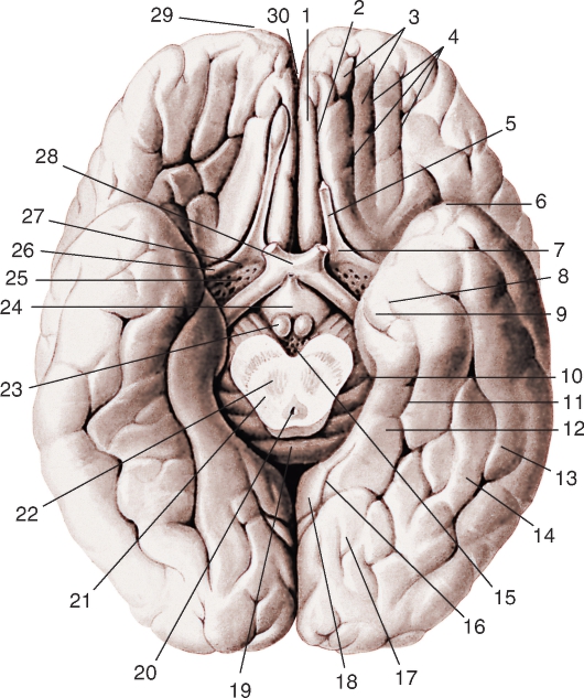 http://vmede.org/sait/content/anatomija_mixailov_t1/11_files/mb4_055.jpeg