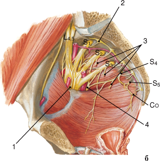 http://vmede.org/sait/content/anatomija_mixailov_t1/11_files/mb4_062.jpeg