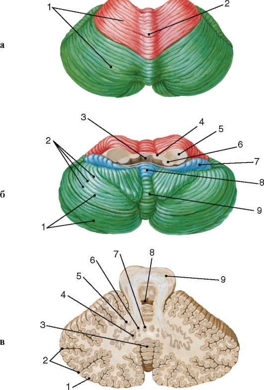 http://vmede.org/sait/content/anatomija_mixailov_t1/11_files/mb4_020.jpeg