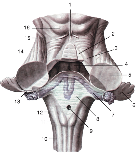 http://vmede.org/sait/content/anatomija_mixailov_t1/11_files/mb4_025.jpeg