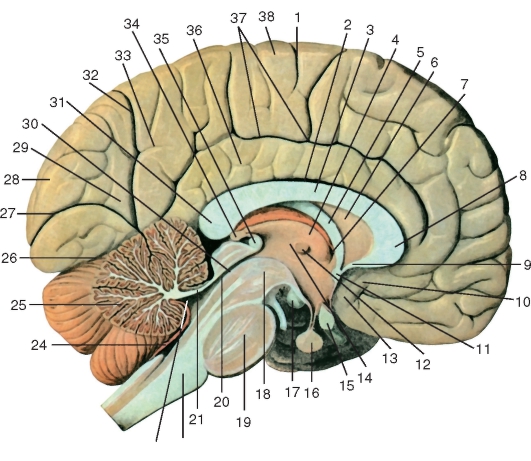 http://vmede.org/sait/content/anatomija_mixailov_t1/11_files/mb4_049.jpeg