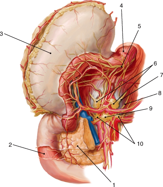 http://vmede.org/sait/content/anatomija_mixailov_t1/11_files/mb4_013.jpeg