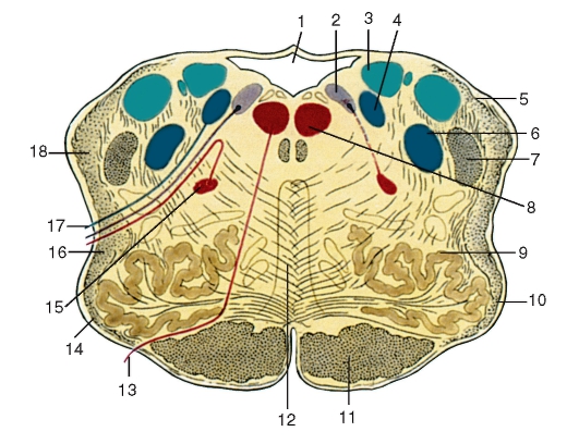 http://vmede.org/sait/content/anatomija_mixailov_t1/11_files/mb4_014.jpeg