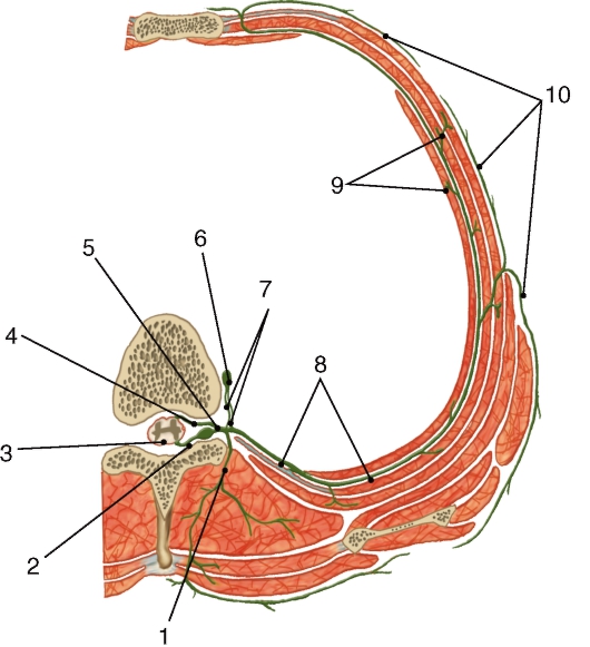 http://vmede.org/sait/content/anatomija_mixailov_t1/11_files/mb4_051.jpeg