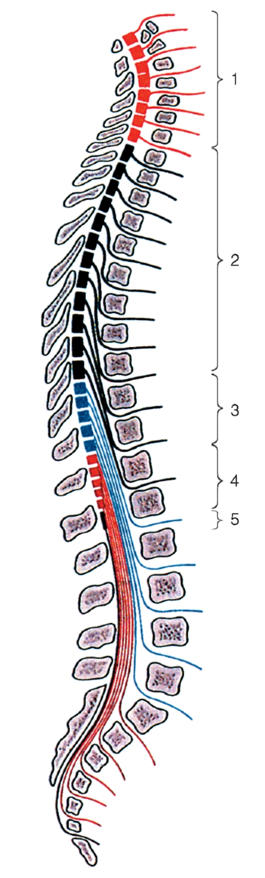 http://vmede.org/sait/content/anatomija_mixailov_t1/11_files/mb4_053.jpeg