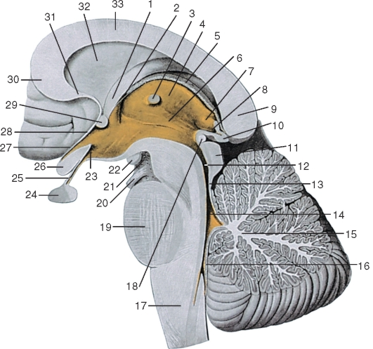 http://vmede.org/sait/content/anatomija_mixailov_t1/11_files/mb4_016.jpeg