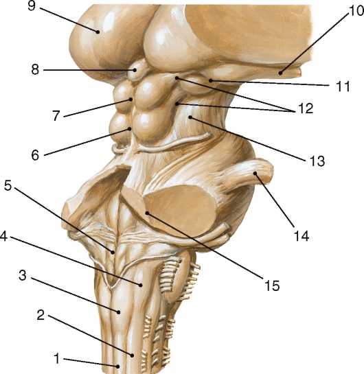 http://vmede.org/sait/content/anatomija_mixailov_t1/11_files/mb4_044.jpeg