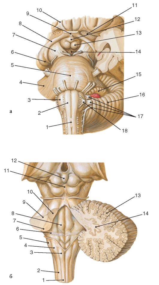 http://vmede.org/sait/content/anatomija_mixailov_t1/11_files/mb4_063.jpeg