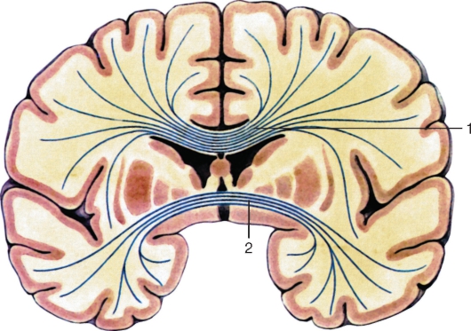 http://vmede.org/sait/content/anatomija_mixailov_t1/11_files/mb4_060.jpeg