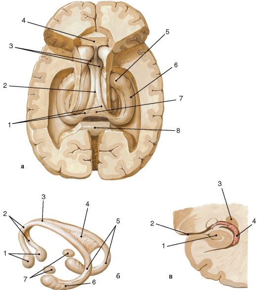 http://vmede.org/sait/content/anatomija_mixailov_t1/11_files/mb4_021.jpeg